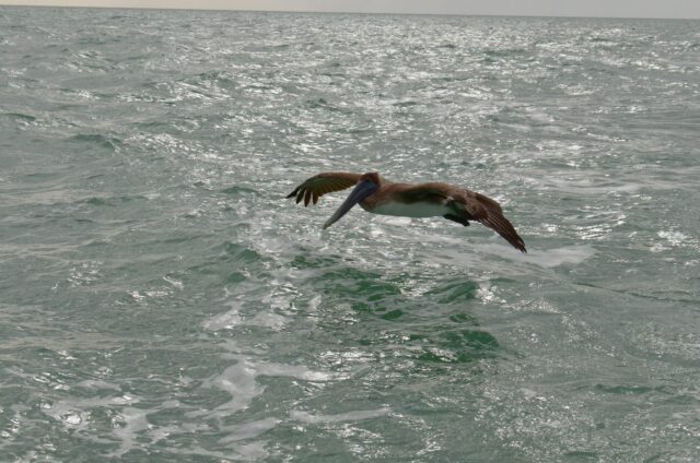 Pelican Follower
