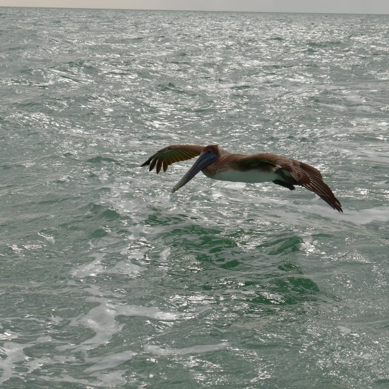 Pelican Follower