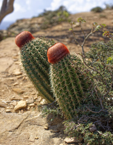 Flowering Cactus on the Goat Trail