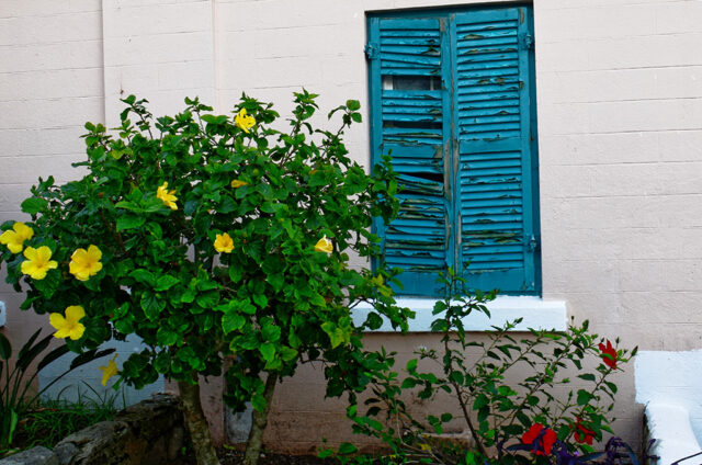 Flowers and shutters