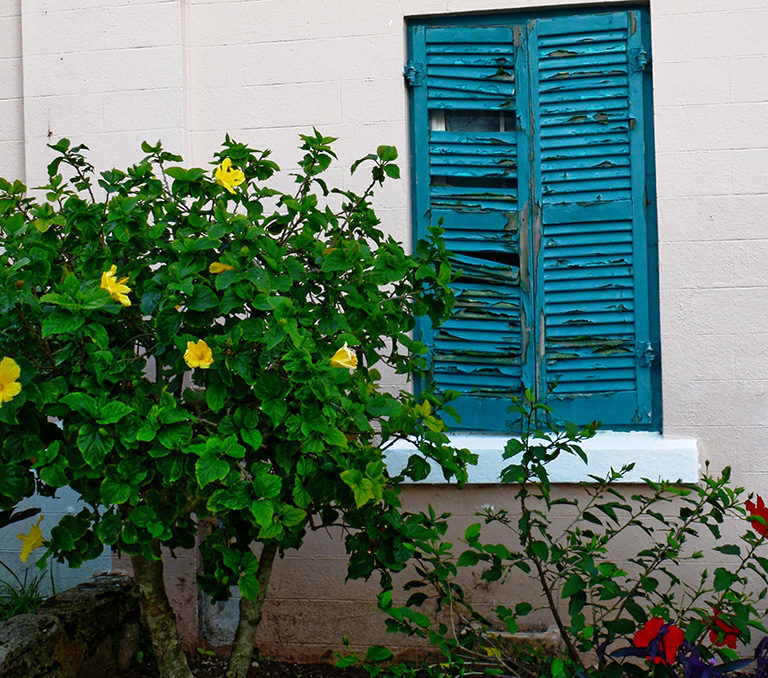 Flowers and shutters