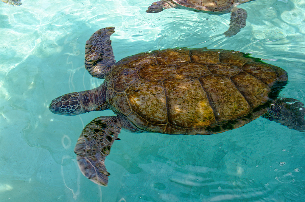 Sea Turtle