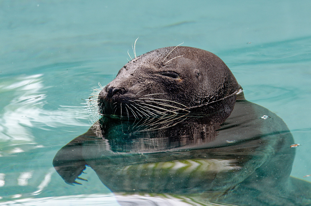 Harbor Seal