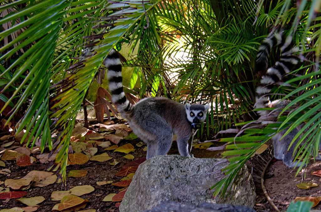 Ring Tailed Lemurs