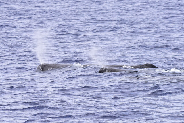 Sperm Whales