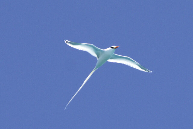 Bermuda LongTail in Flight