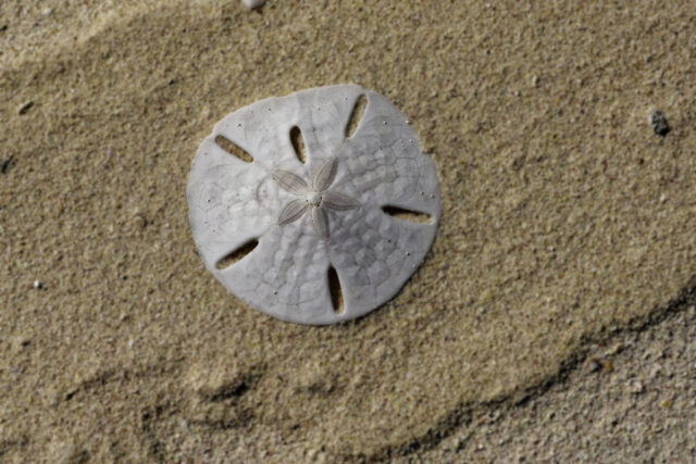 Sand Dollar