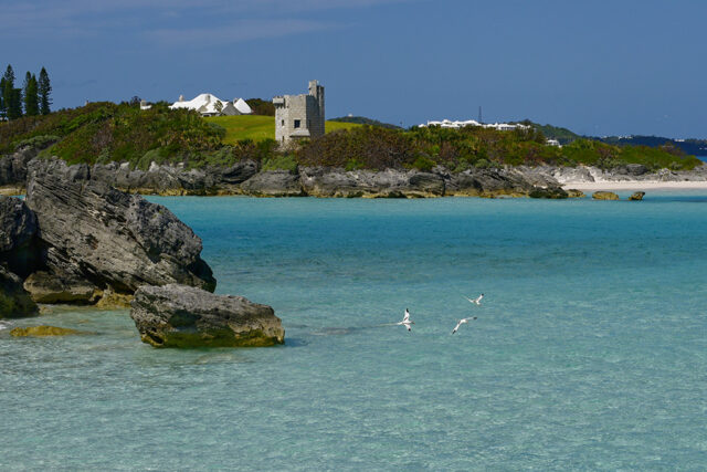 Bermuda Longtails In Flight