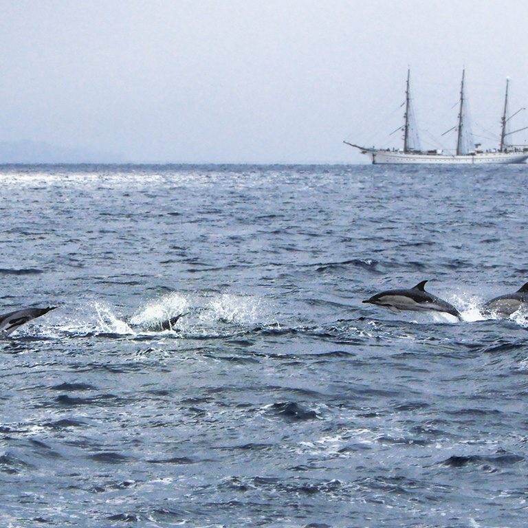Common Dolphins on the move