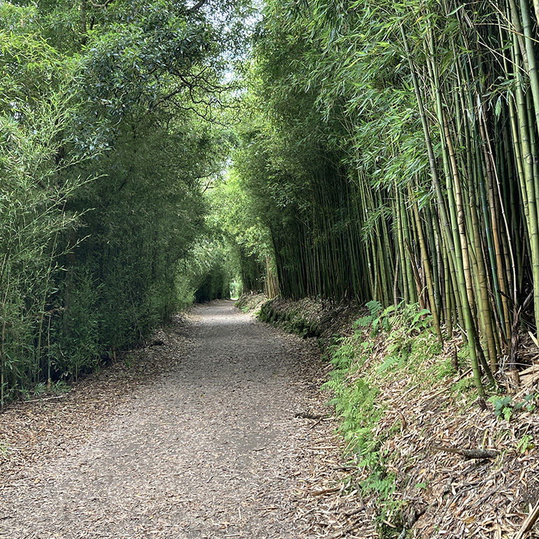 Lagoa do Furnas - Bamboo Lined Hiking Trail