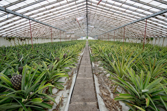 Pineapple Greenhouse