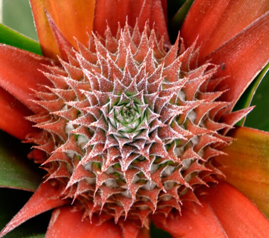 Pineapple Flower