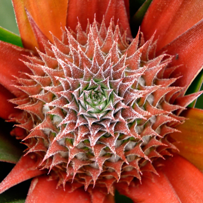 Pineapple Flower