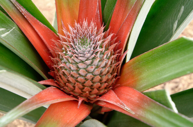 Young Pineapple Fruit