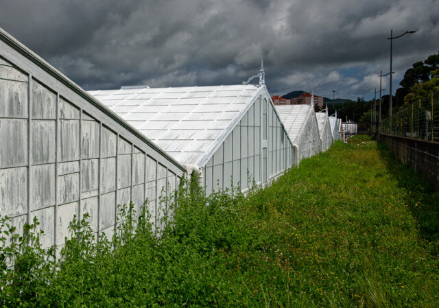 Pineapple Plantation Greenhouses