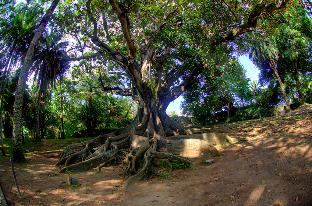 Australian Tree