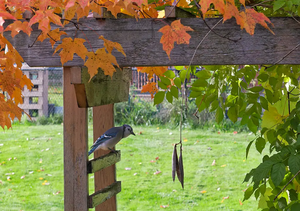 Blue Jay on Arbor