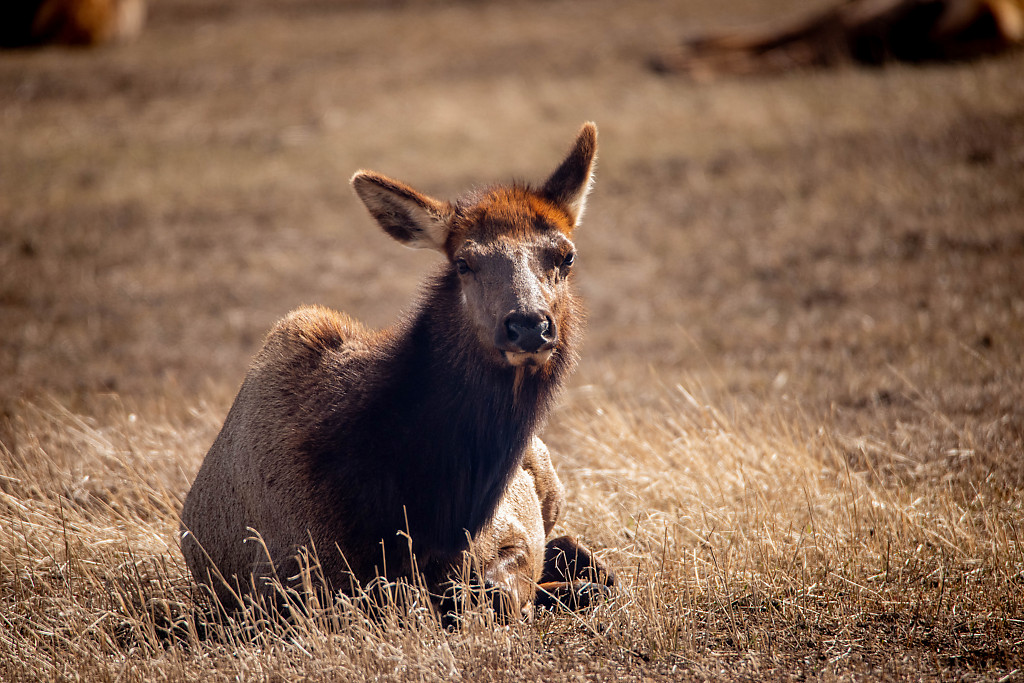 A Young Elk Resting
