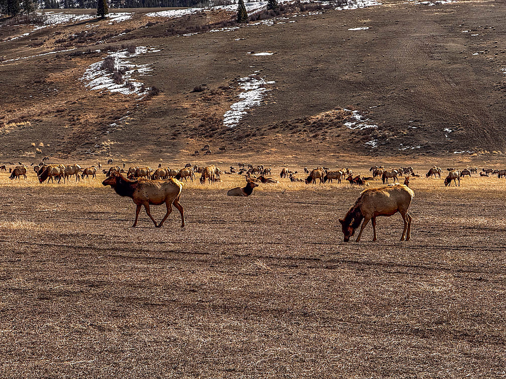 Elk Preserve
