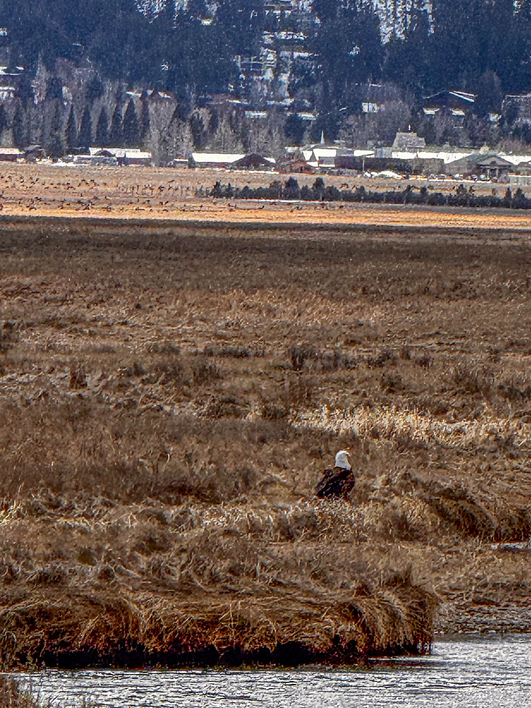 A Bald Eagle Resting with Jackson, Wyoming in the Background