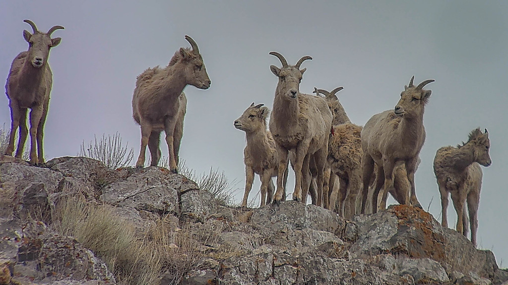 Rocky Mountain Big Horn Sheep