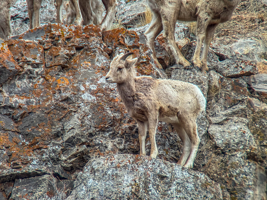 A Young Big Horn Sheep in a Rock Ledge