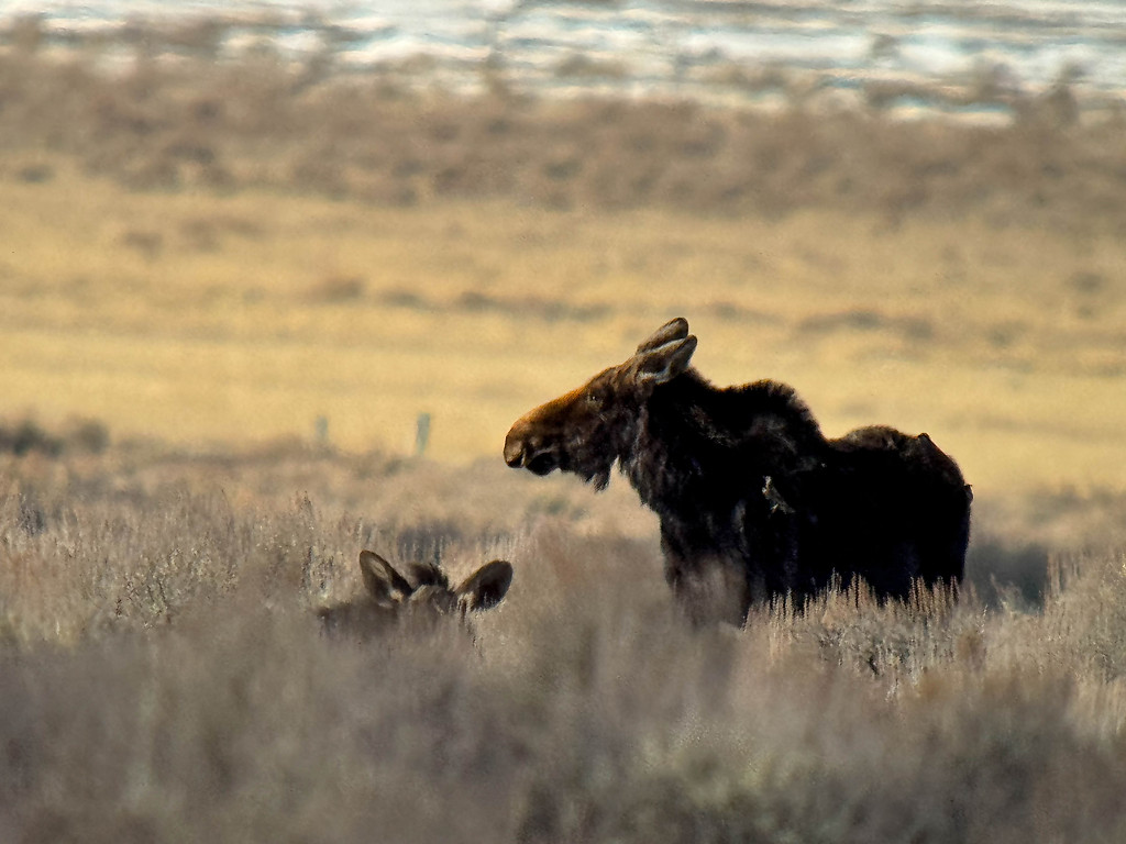 Moose and Calf