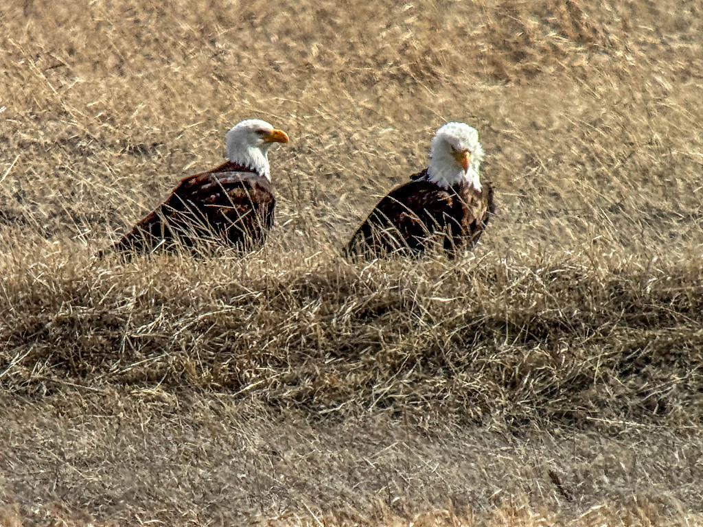 Pair of Bald Eagles