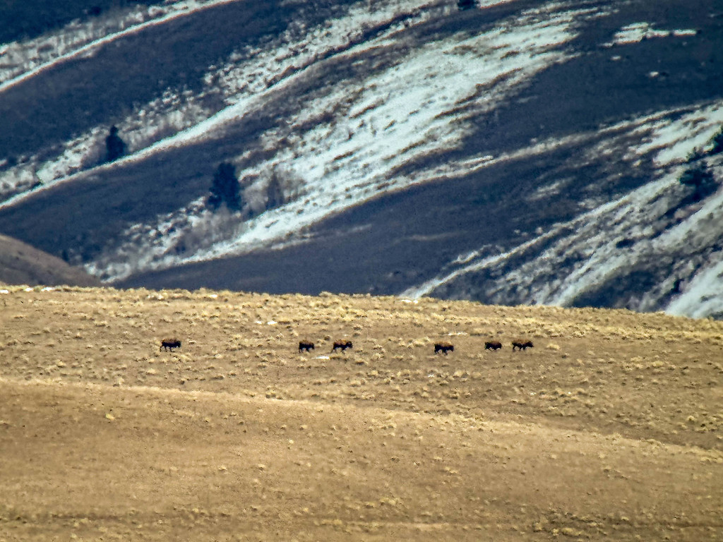 Bison 8 miles away