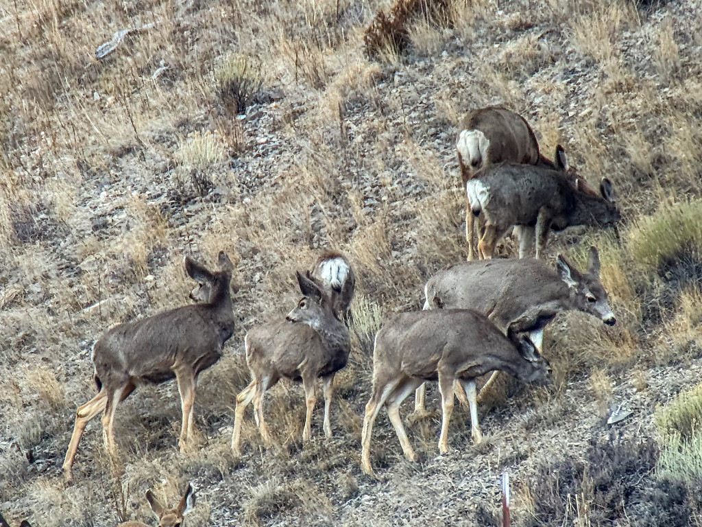A Herd of Mule Deer