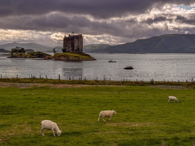 Sheep With Castle Stalker In The Background
